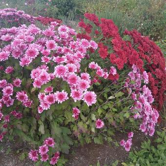 可愛いお花達 可愛いお花達の写真