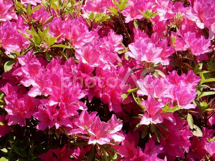【花の写真】ツツジの花 ツツジ,つつじ,躑躅の写真素材
