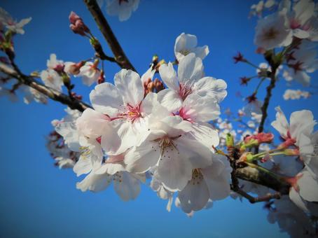 快晴の青空のもと咲いた桜 快晴の青空のもと咲いた桜の写真