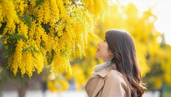 ミモザを鑑賞する日本人女性の写真