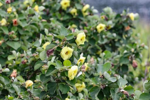 ハマボウの花 ハマボウの花 ハマボウ,浜朴,花の写真素材