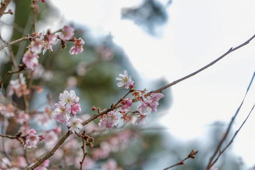 優雅に咲く淡いピンクの桜の写真