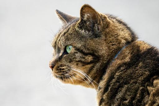 猫(308) 猫,食肉目,ネコ科の写真素材