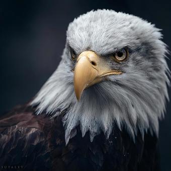 鋭い眼光を放つワシの肖像の写真