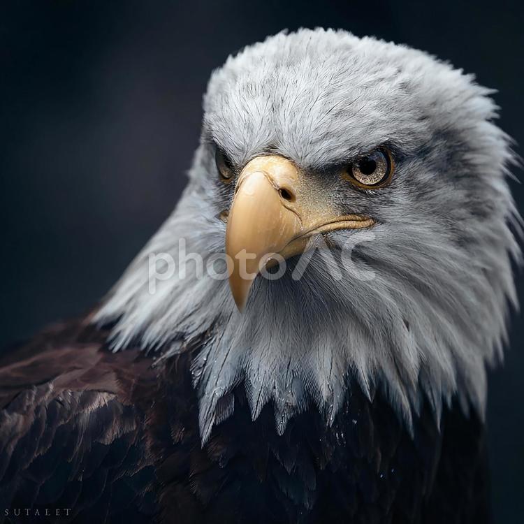 鋭い眼光を放つワシの肖像 ワシ,猛禽類,鳥の写真素材