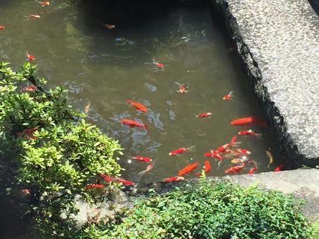 庭の鯉 庭の鯉の写真