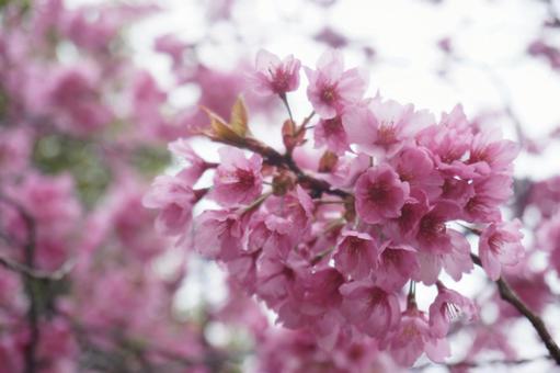 桜 桜の写真