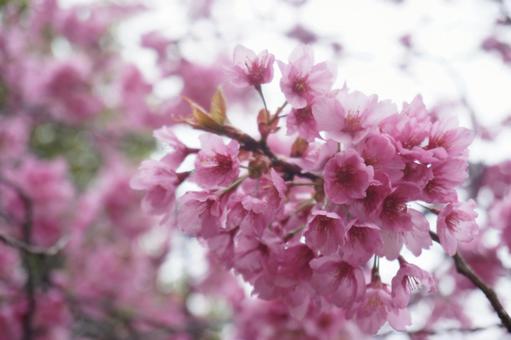 桜 桜,さくら,サクラの写真素材