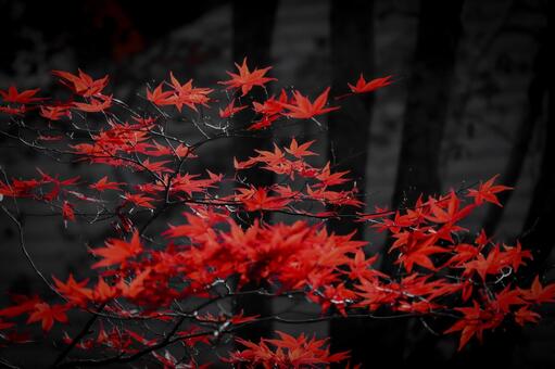紅と漆黒 秋,紅葉,もみじの写真素材
