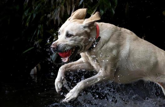 水飛沫 水飛沫 犬,水飛沫,水の写真素材