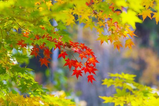 紅葉 紅葉,真ん中,カラフルの写真素材