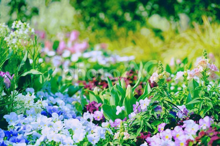 色とりどりの草花が輝く美しいガーデン 春,花,草花の写真素材