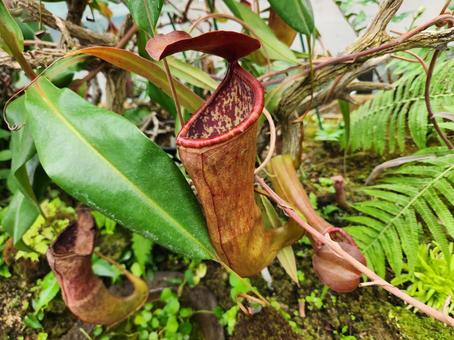 ウツボカズラ ウツボカズラ ウツボカズラ,食虫植物,植物の写真素材