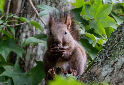 木の上でクルミを両手で持って食べるリス 木の上でクルミを両手で持って食べるリス エゾリス,クルミ,食べている姿の写真素材