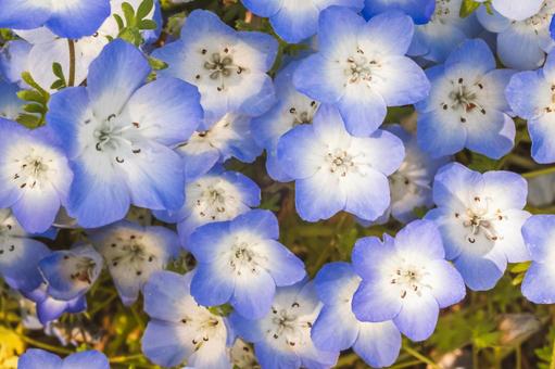 ネモフィラ ネモフィラ 花,ネモフィラ,植物の写真素材