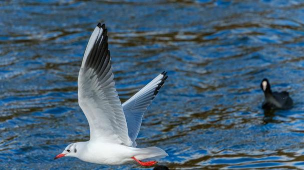 Profile of a black-headed gull flying with the water surface in the background, JPG Profile of a black-headed gull flying with the water surface in the background, JPG
