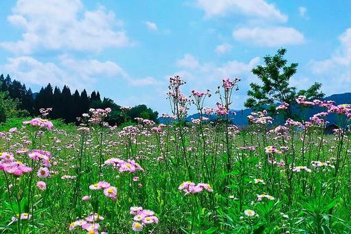 2025年6月の里山3 2025年6月の里山3の写真