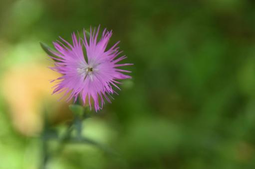 小暑の風にゆれるピンクの花:ナデシコ5 小暑の風にゆれるピンクの花:ナデシコ5の写真