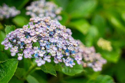 Hydrangea, JPG Hydrangea, JPG