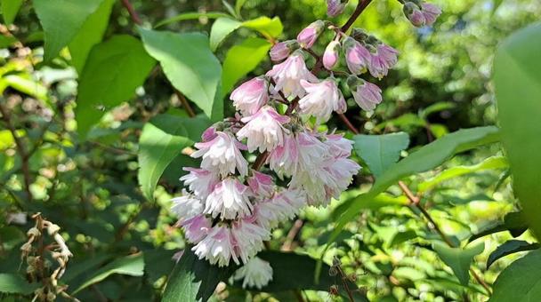 ウツギ ウツギ,庭木,ツボミの写真素材