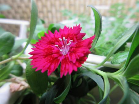 なでしこ なでしこの写真