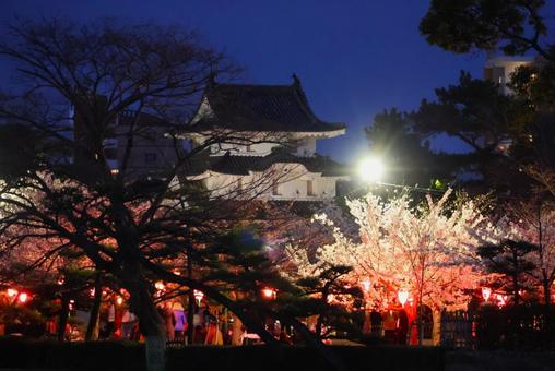 Illuminated cherry blossoms at night in Tamamo Park in early April, JPG Illuminated cherry blossoms at night in Tamamo Park in early April, JPG