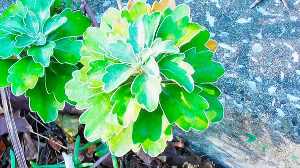 緑の植物 緑の植物の写真