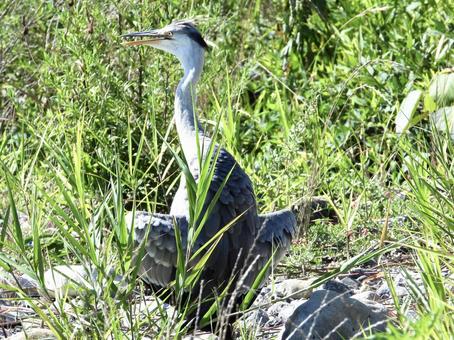 A grey heron spreading its wings and purring, JPG