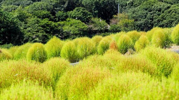 ひたち海浜公園・初秋の色づき始めたコキア ひたち海浜公園・初秋の色づき始めたコキアの写真