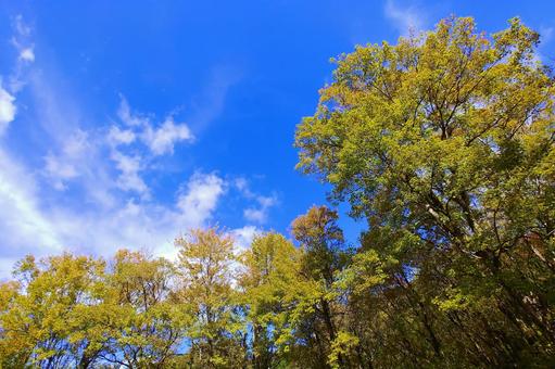 秋晴れのトウカエデ林の紅葉と青空 紅葉,トウカエデ,カエデの写真素材