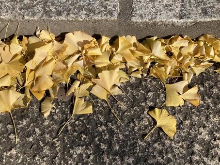 イチョウの季節 イチョウ,神社,植物の写真素材
