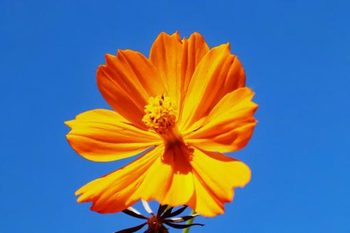 キバナコスモス1の写真