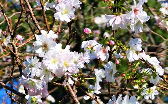 白い花 白い花 春,自然,木の写真素材