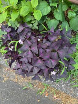 Photo, oxalis, purple leaves, katabi, 