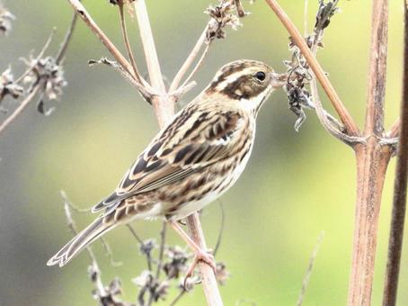 餌をとるカシラダカ 鳥,野鳥,カシラダカの写真素材