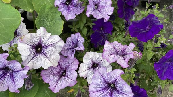 紫色のガーデニング 花,植物,紫色の写真素材