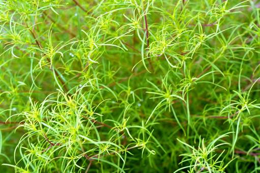 きらめく細い葉と緑の背景 きらめく細い葉と緑の背景の写真