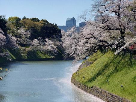 千鳥ヶ淵 千鳥ヶ淵の写真