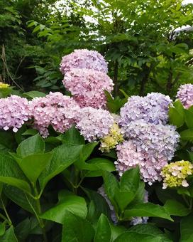 雨の似合う花 あじさい,花,紫陽花の写真素材