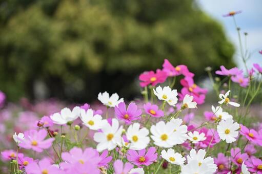 コスモス コスモス,花,秋の写真素材
