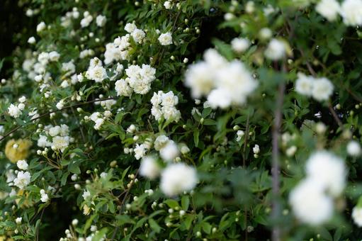 白いモッコウバラ咲く春庭④ 白いモッコウバラ咲く春庭④ モッコウバラ,白い花,春の花の写真素材