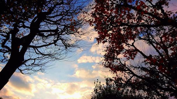 夕焼け(木々) 夕焼け(木々)の写真