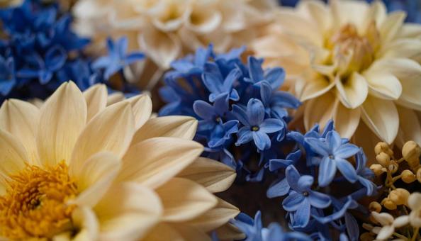 9月誕生花ダリア リンドウ キンモクセイの写真