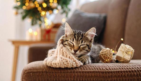眠そうな子猫 愛くるしい 部屋 ソファー 眠そうな子猫 愛くるしい 部屋 ソファーの写真