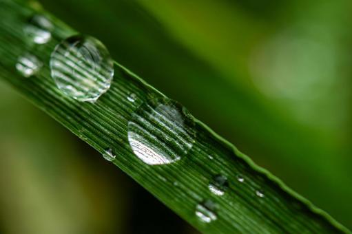 Shining bamboo drops, JPG Shining bamboo drops, JPG