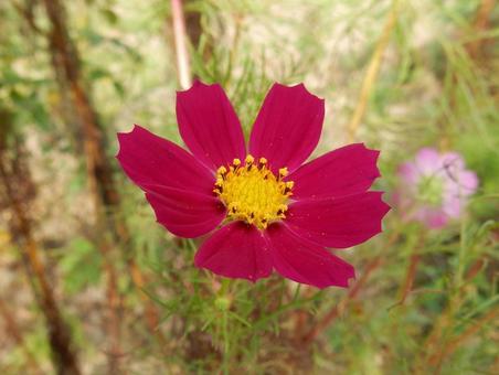 【花の写真】コスモス（秋桜） コスモス,秋桜,自然の写真素材