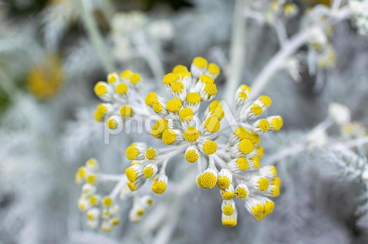シロタエギク シロタエギク,白妙菊,ダスティーミラーの写真素材