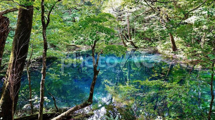 東北地方青森県世界遺産十二湖　沸壺の池 十二湖,沸壺,青森の写真素材