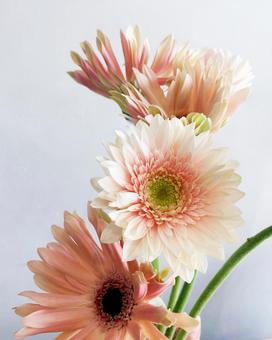 ガーベラの花 ガーベラの花の写真