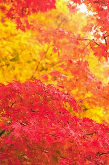 鮮やかな紅葉 紅葉,秋,葉の写真素材